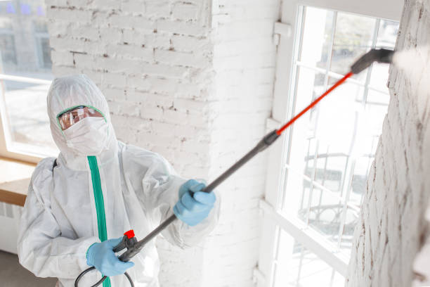 Asbestos and Lead Testing During Mold Inspection in El Jebel, CO
