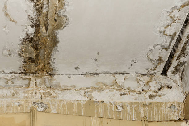 Best Real Estate Mold Inspection  in El Jebel, CO