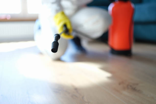 Best Mold Prevention Services  in El Jebel, CO