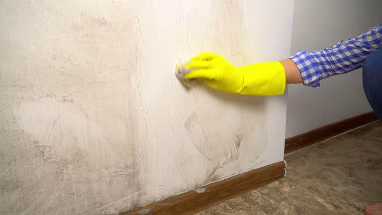 Best Mold Documentation for Insurance Claims  in El Jebel, CO