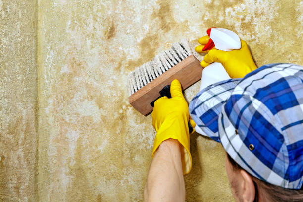 Best Dehumidification Services  in El Jebel, CO