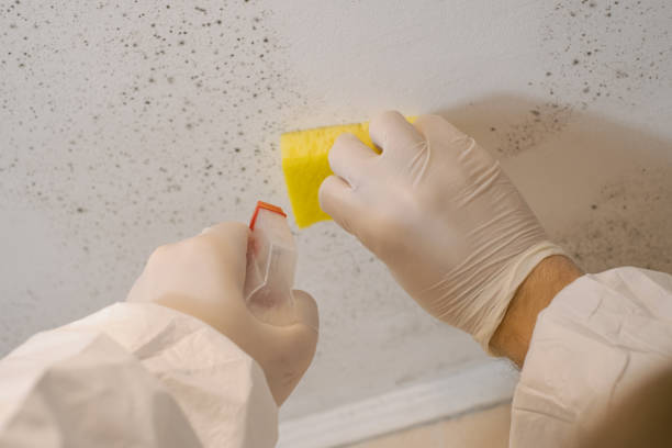 Best Comprehensive Air Testing for Mold Contaminants  in El Jebel, CO