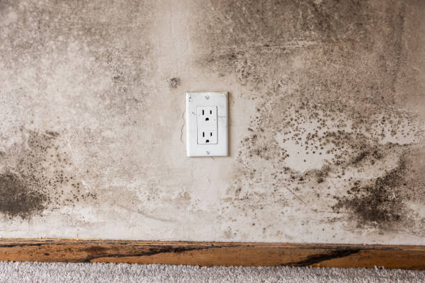 Best Crawl Space Mold Remediation  in El Jebel, CO
