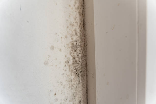 Best Environmental Consulting for Mold Prevention  in El Jebel, CO
